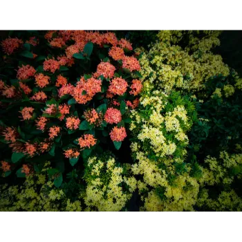 Natural Jasmine Plants